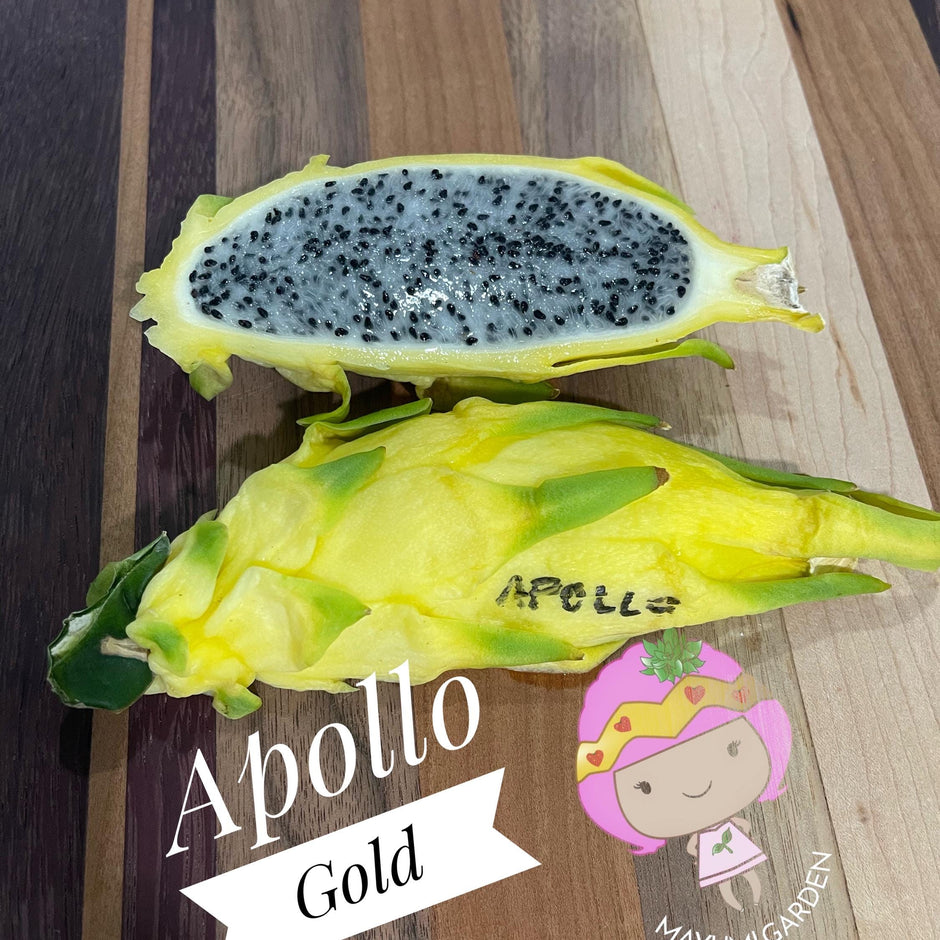 Apollo Gold (aka Apollo Yellow) dragon fruit live plants & cuttings ...