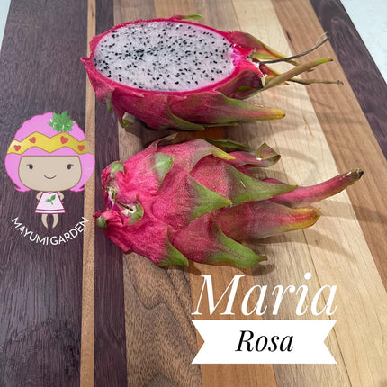 Maria Rosa dragon fruit cutting (12”)