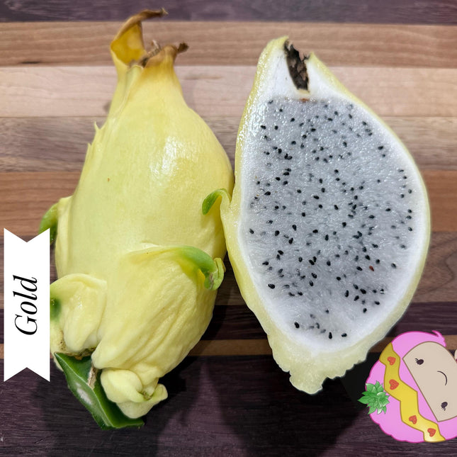 Apollo Gold (aka Apollo Yellow) dragon fruit live plants & cuttings