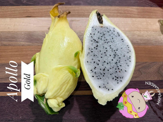 Apollo Gold (aka Apollo Yellow) dragon fruit live plants & cuttings