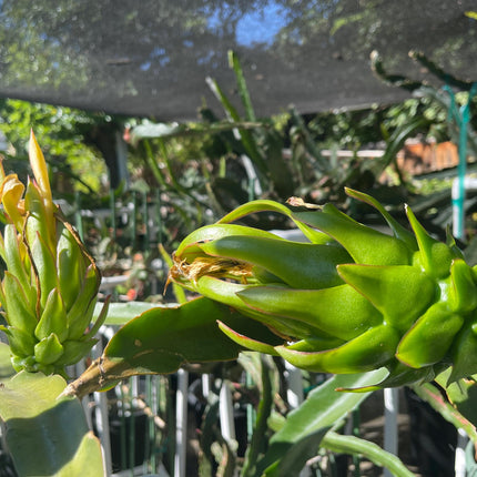 Connie Gee (Don Burnett hybrid)  dragon fruit cuttings (12" or longer)