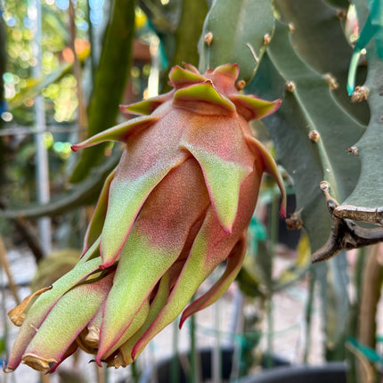 Asunta 5 Starburst Dragon Fruit live cuttings (TLM)
