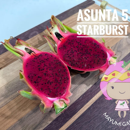 Asunta 5 Starburst Dragon Fruit live cuttings (TLM)