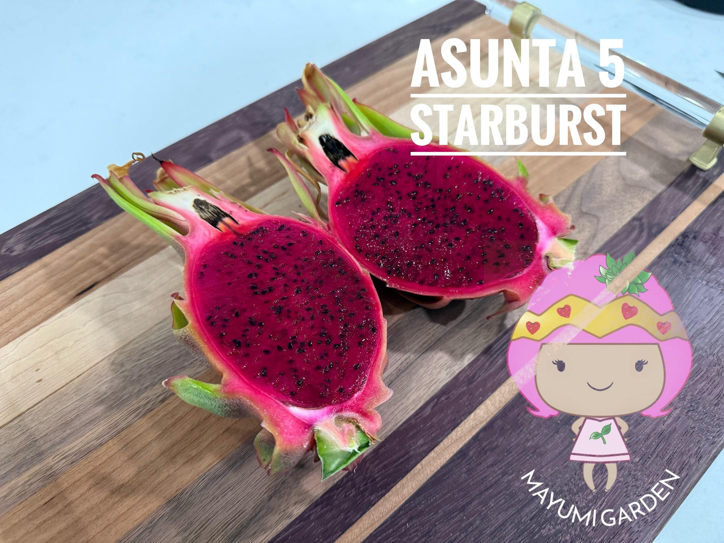 Asunta 5 Starburst Dragon Fruit live cuttings (TLM)