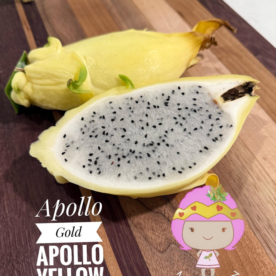 Apollo Gold (aka Apollo Yellow) dragon fruit live plants & cuttings ...