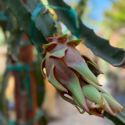Asunta 5 Starburst Dragon Fruit live cuttings (TLM)