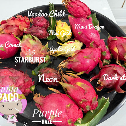 Asunta 5 Starburst Dragon Fruit live cuttings (TLM)