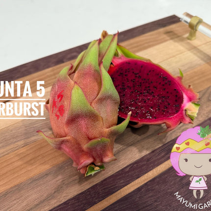 Asunta 5 Starburst Dragon Fruit live cuttings (TLM)