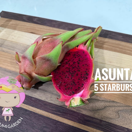 Asunta 5 Starburst Dragon Fruit live cuttings (TLM)