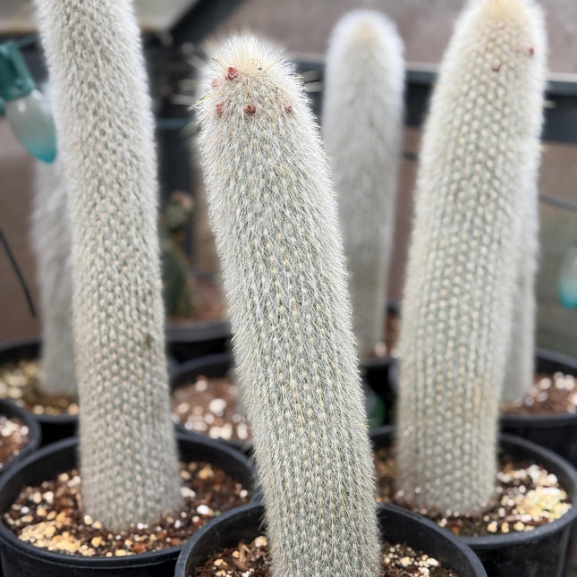 Cleistocactus strausii ‘Silver torch’, Cactus, Live Plant