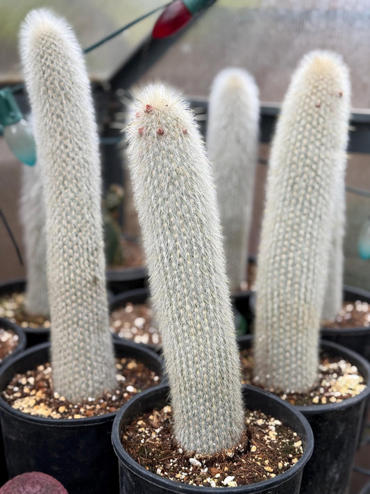 Cleistocactus strausii ‘Silver torch’, Cactus, Live Plant