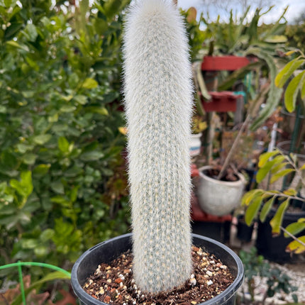 Cleistocactus strausii ‘Silver torch’, Cactus, Live Plant