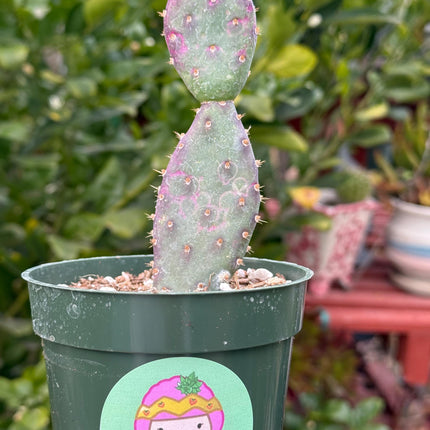 Opuntia x basilaris ‘Baby Rita prickly pear’, Cactus, Live plant