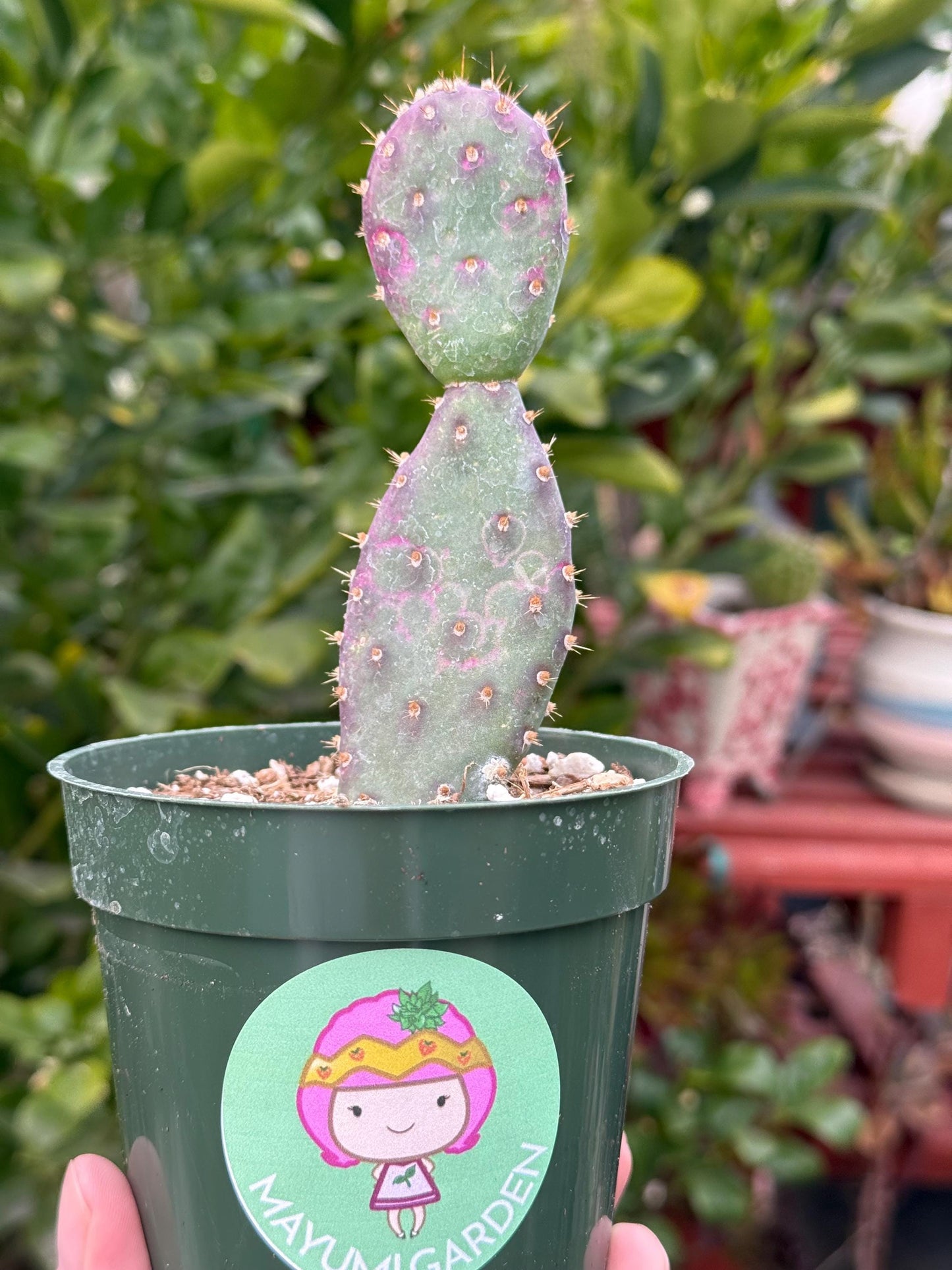 Opuntia x basilaris ‘Baby Rita prickly pear’, Cactus, Live plant