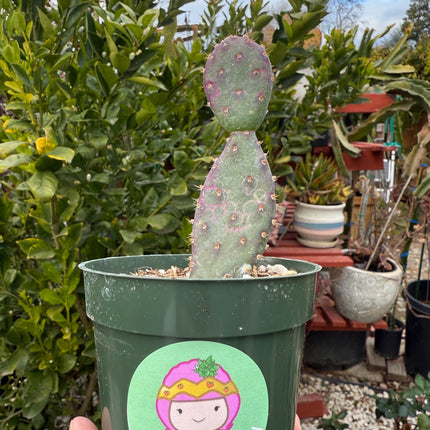 Opuntia x basilaris ‘Baby Rita prickly pear’, Cactus, Live plant