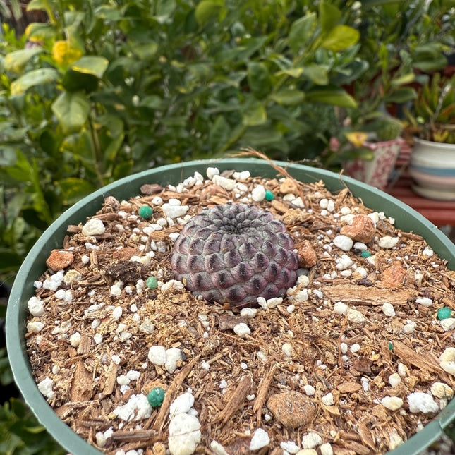 Sulcorebutia rauschii, Cactus, Live plant