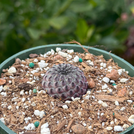 Sulcorebutia rauschii, Cactus, Live plant