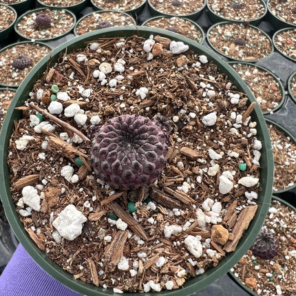 Sulcorebutia rauschii, Cactus, Live plant