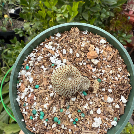Rebutia heliosa, Cactus, Live plant