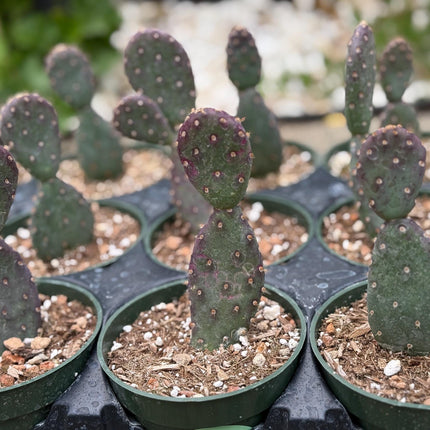 Opuntia x basilaris ‘Baby Rita prickly pear’, Cactus, Live plant