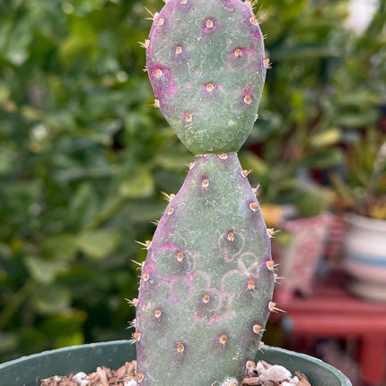 Opuntia x basilaris ‘Baby Rita prickly pear’, Cactus, Live plant