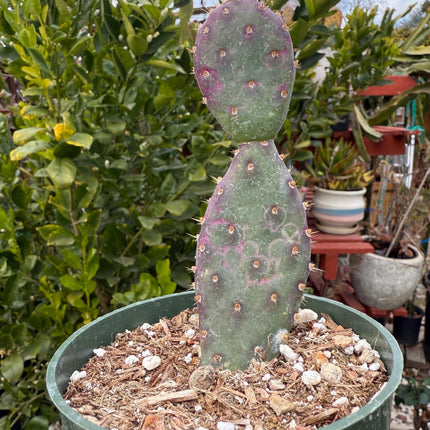 baby prickly pear cactus Opuntia x basilaris ‘Baby Rita prickly pear’, Cactus, Live plant