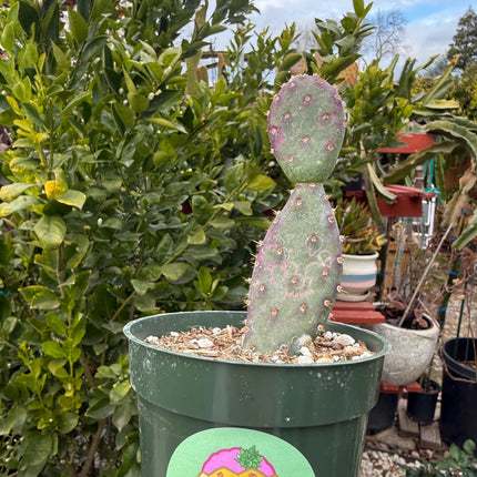 Opuntia x basilaris ‘Baby Rita prickly pear’, Cactus, Live plant