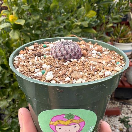 Sulcorebutia rauschii, Cactus, Live plant