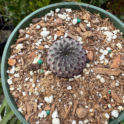 Sulcorebutia rauschii, Cactus, Live plant