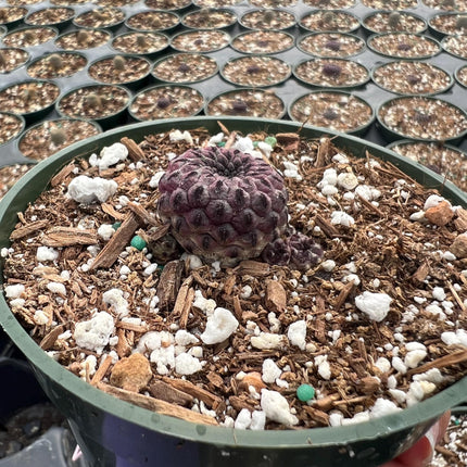 Sulcorebutia rauschii, Cactus, Live plant