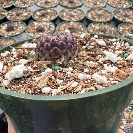 Sulcorebutia rauschii, Cactus, Live plant