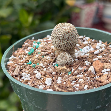 Rebutia heliosa, Cactus, Live plant