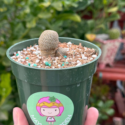 Rebutia heliosa, Cactus, Live plant