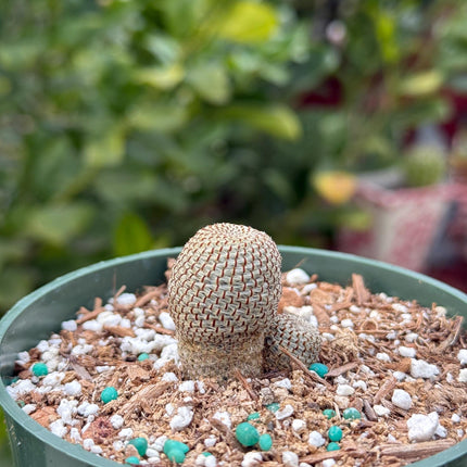 Rebutia heliosa, Cactus, Live plant