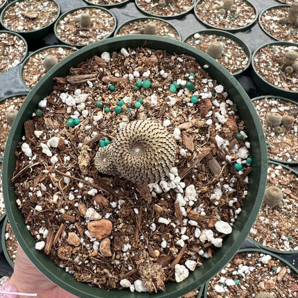 Rebutia heliosa, Cactus, Live plant