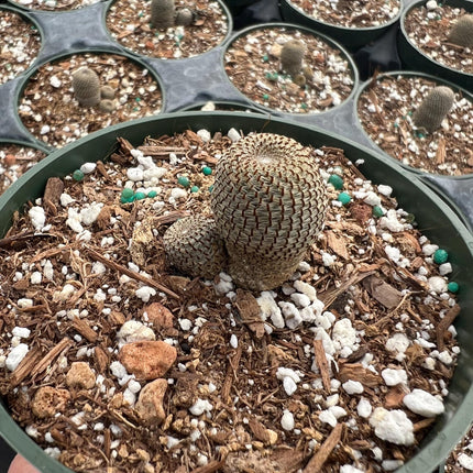 Rebutia heliosa, Cactus, Live plant