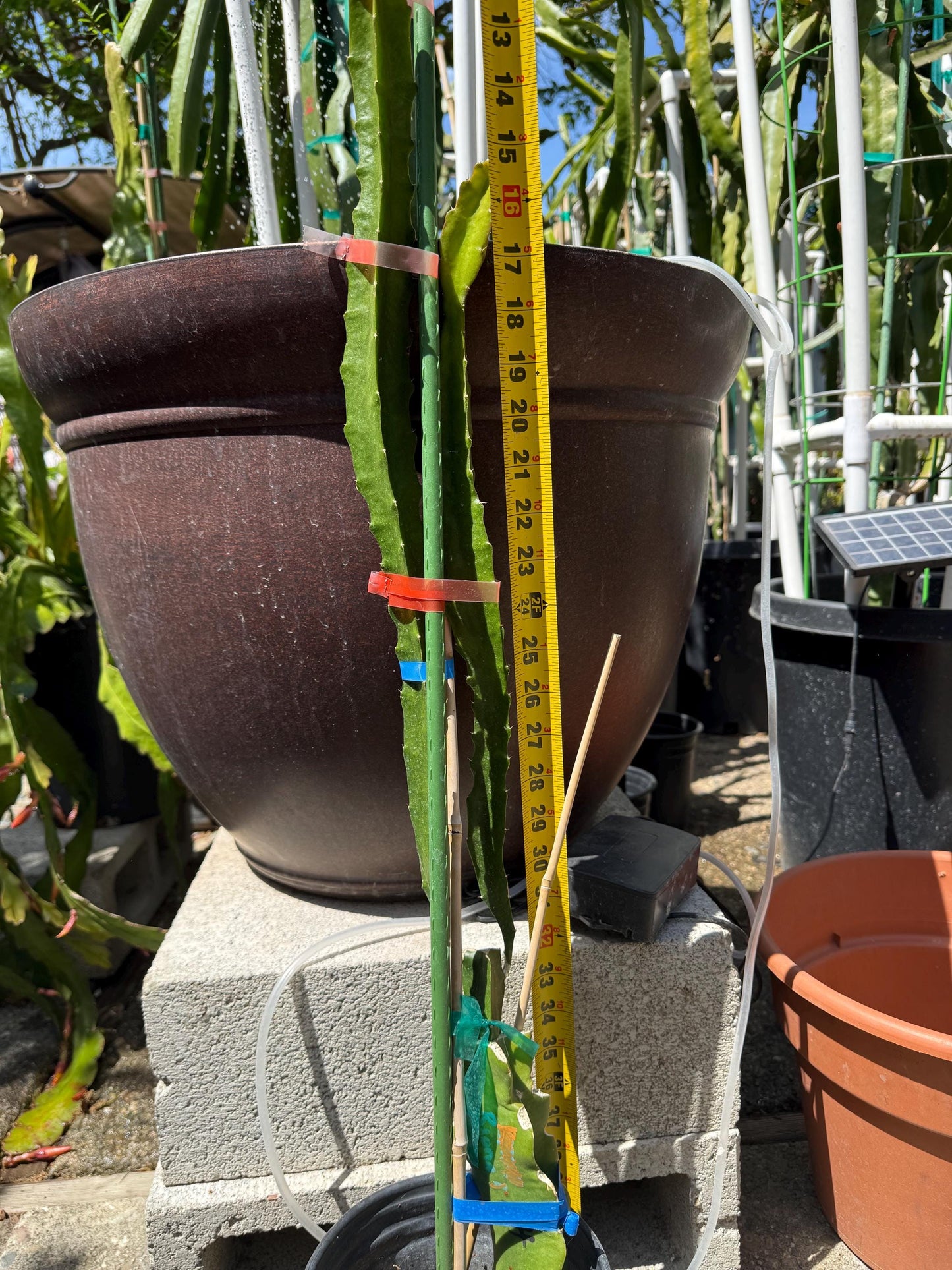 Riona (Don Burnett ‘s hybrid) grafted dragon fruit live plant (35-40” tall)