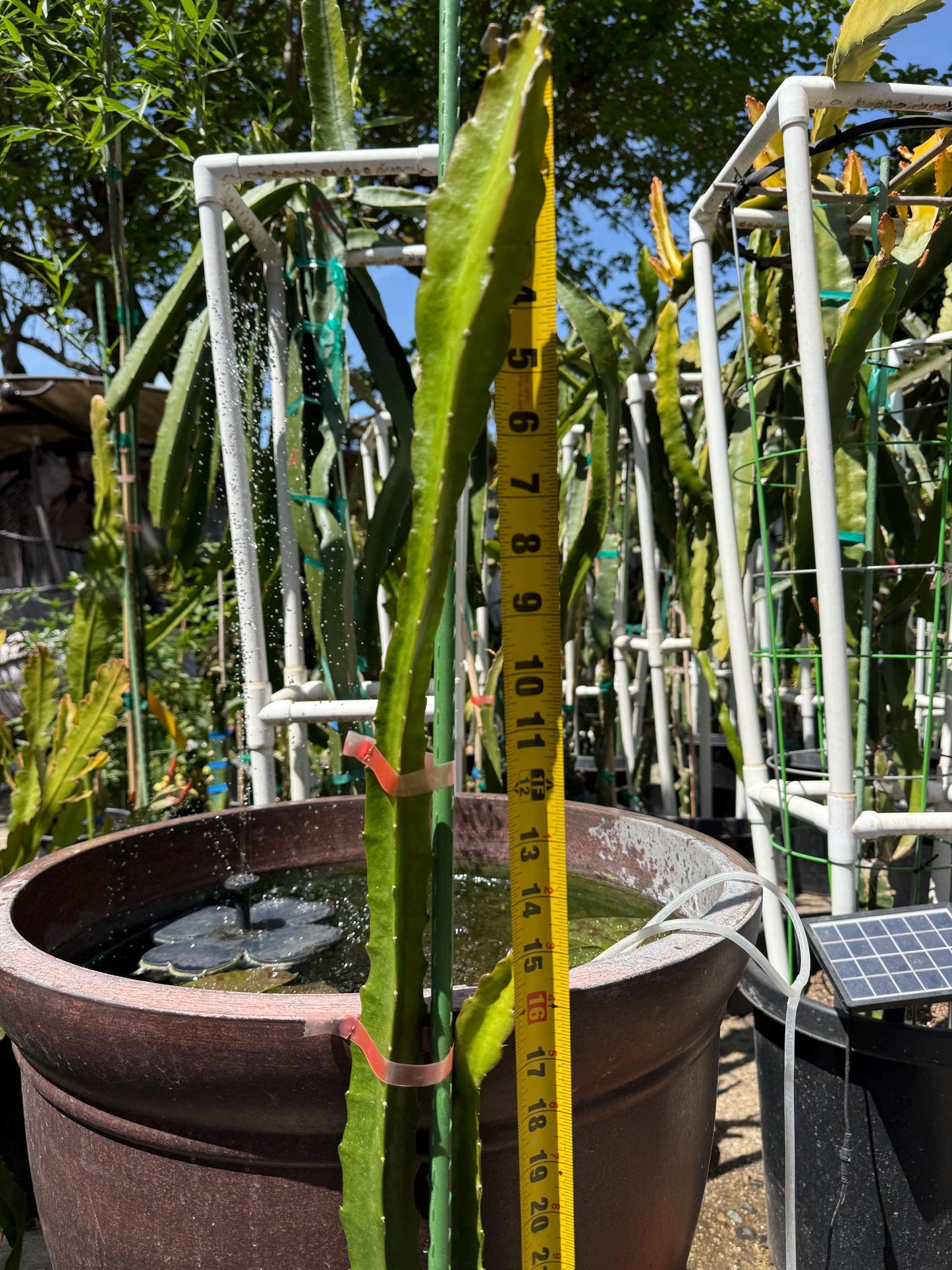 Riona (Don Burnett ‘s hybrid) grafted dragon fruit live plant (35-40” tall)