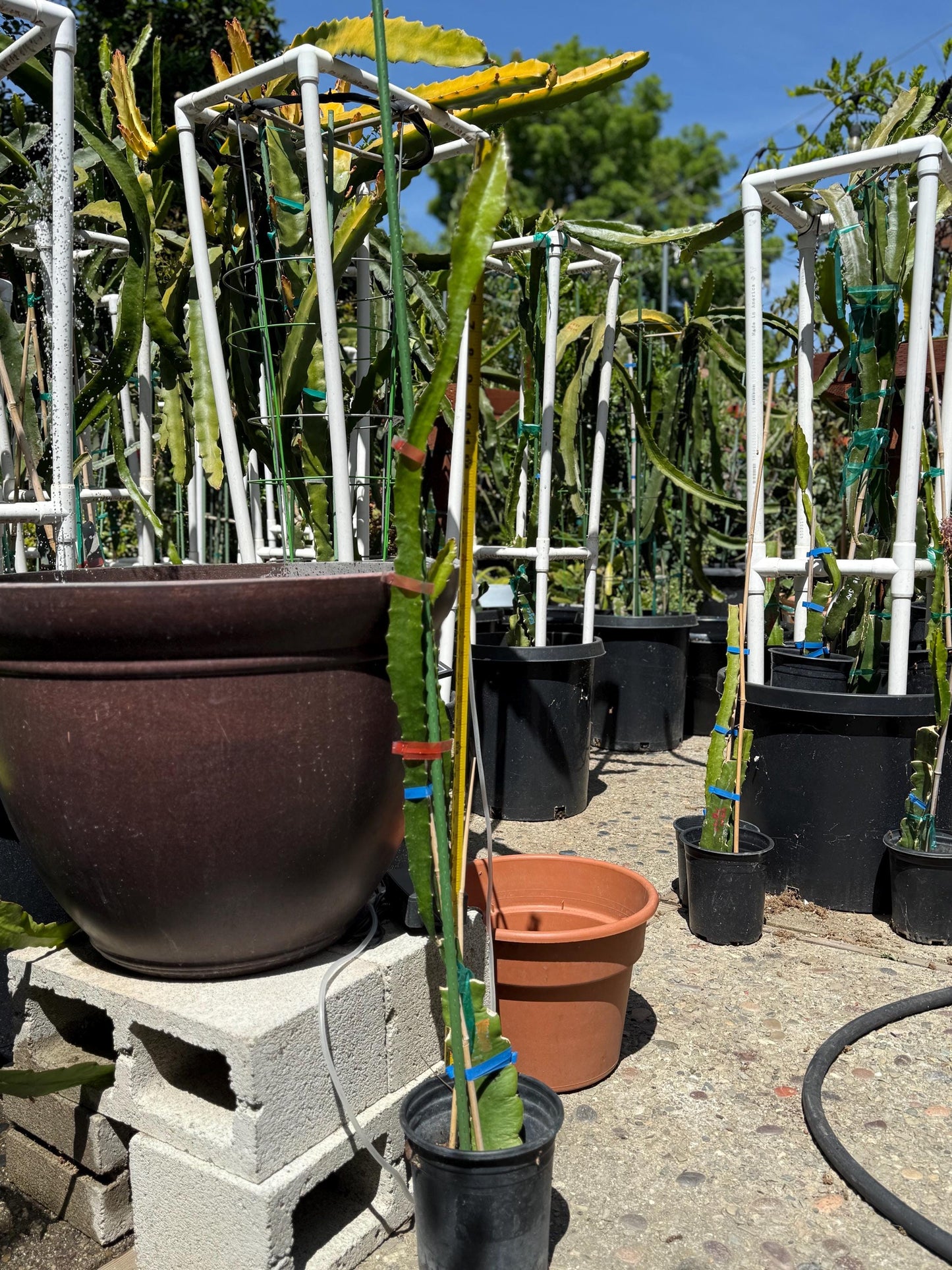 Riona (Don Burnett ‘s hybrid) grafted dragon fruit live plant (35-40” tall)