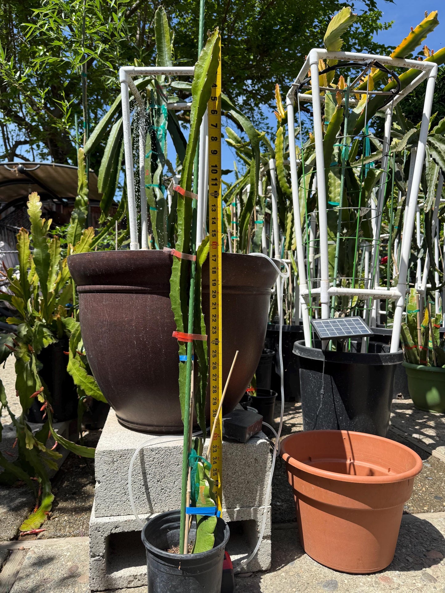 Riona (Don Burnett ‘s hybrid) grafted dragon fruit live plant (35-40” tall)