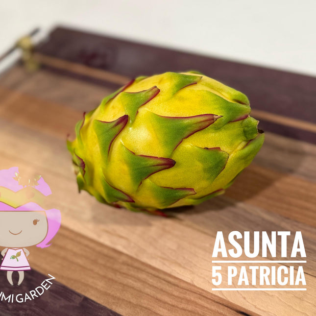 Patricia (official Astuna 5 yellow) grafted Dragon Fruit live plant