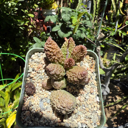 Adromischus marianiae herrei, ‘Red Coral’, Live Plant, 4-inch pot