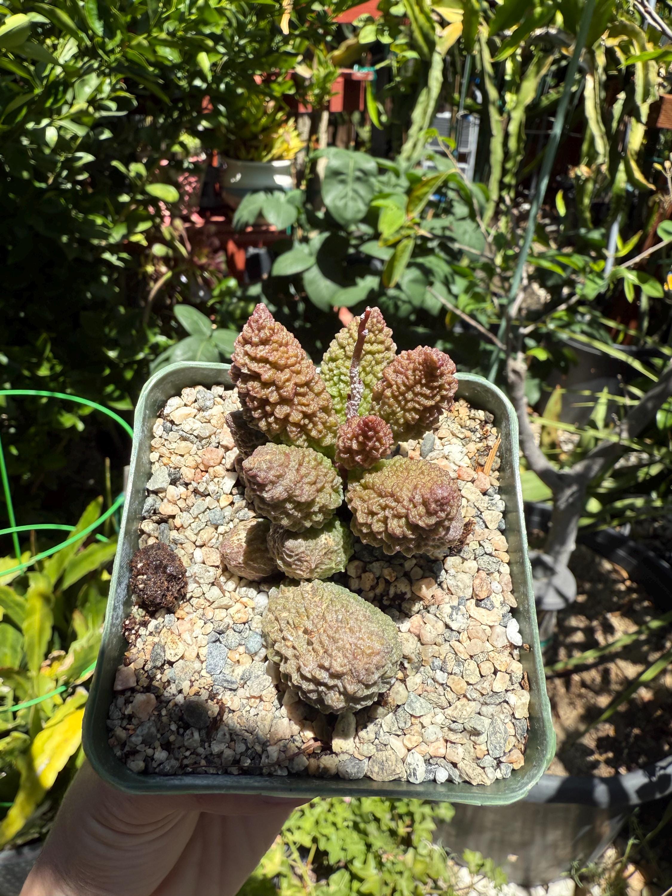 red coral succulent Adromischus marianiae herrei, ‘Red Coral’, Live Plant, 4-inch pot