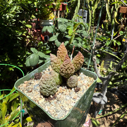 Adromischus marianiae herrei, ‘Red Coral’, Live Plant, 4-inch pot