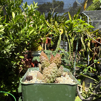 Adromischus marianiae herrei, ‘Red Coral’, Live Plant, 4-inch pot
