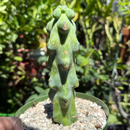 Myrtillocactus geometrizans 'Fukurokuryuzinboku "Boobie cactus"  live rooted plant