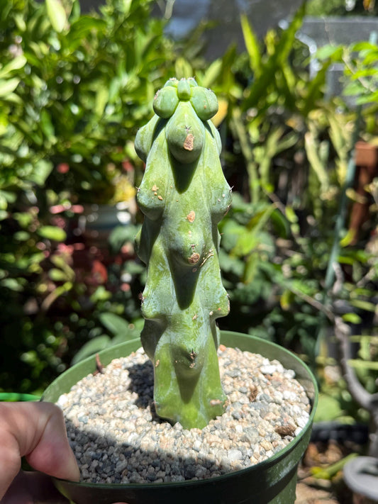 Myrtillocactus geometrizans 'Fukurokuryuzinboku "Boobie cactus"  live rooted plant