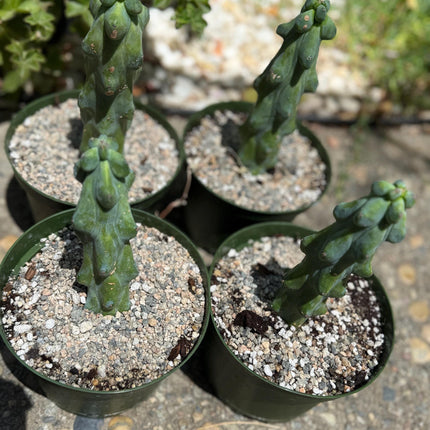 Myrtillocactus geometrizans 'Fukurokuryuzinboku "Boobie cactus"  live rooted plant