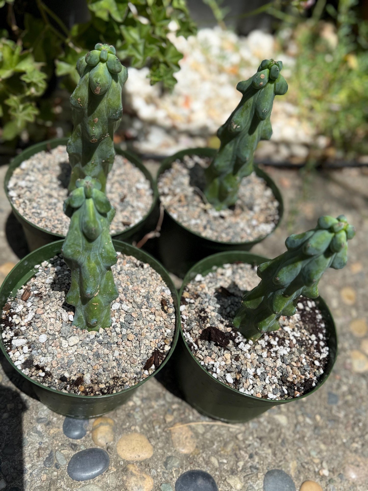 Myrtillocactus geometrizans 'Fukurokuryuzinboku "Boobie cactus"  live rooted plant