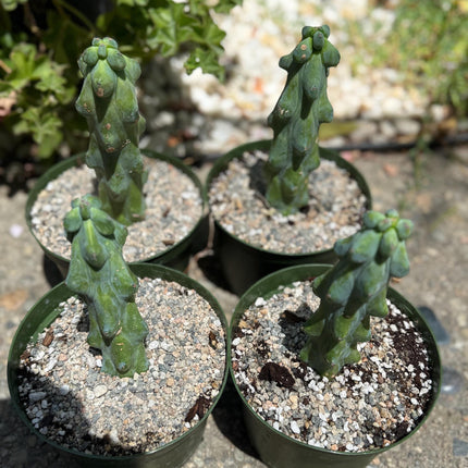Myrtillocactus geometrizans 'Fukurokuryuzinboku "Boobie cactus"  live rooted plant